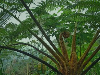 Low angle view of trees