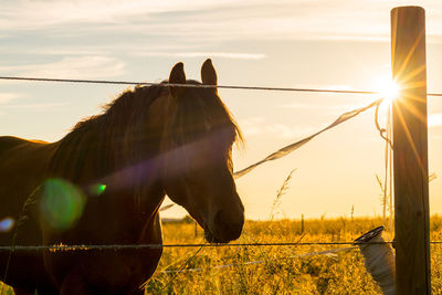 Horse on grassy field at ranch during sunny day