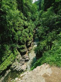 High angle view of stream amidst trees in forest