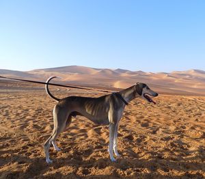 Horse standing in desert against clear sky