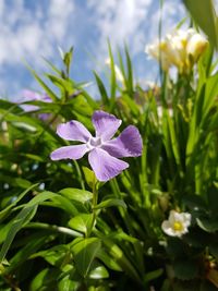 Close-up of purple flowering plant