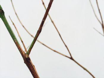 Close-up of plant