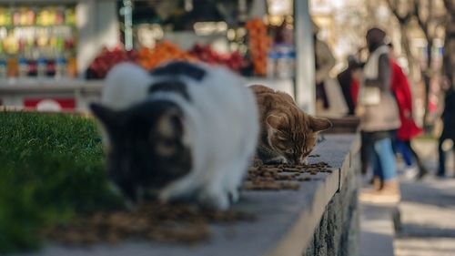 Close-up of cat