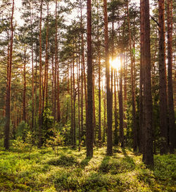 Pine trees in forest