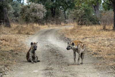 Close-up of two hyenas