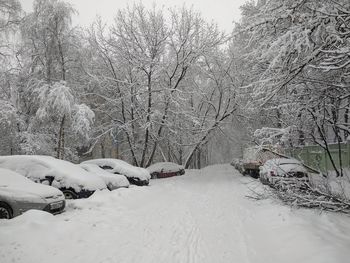 Snow covered bare trees
