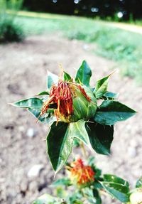 Close-up of insect on plant