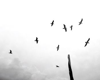 Low angle view of silhouette birds flying against sky