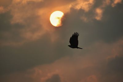 Low angle view of silhouette bird flying against orange sky