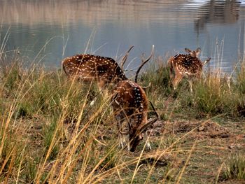 View of crab on grass by lake