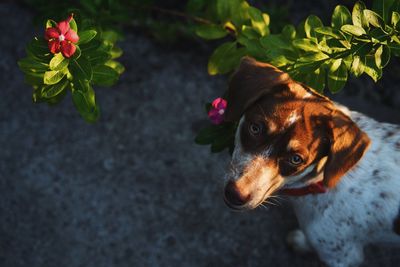 Close-up of a dog on the urban flower garden