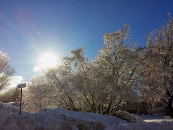 Low angle view of snow covered trees