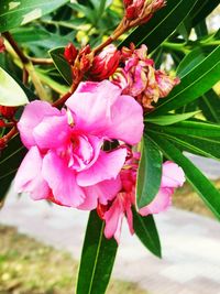 Close-up of pink flowers