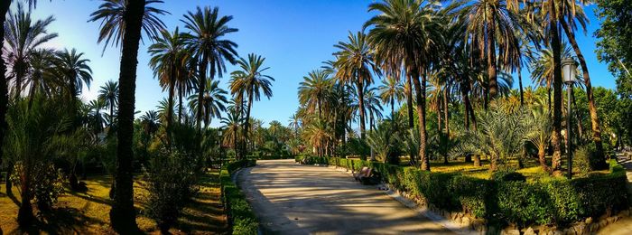 Palm trees on road against clear sky