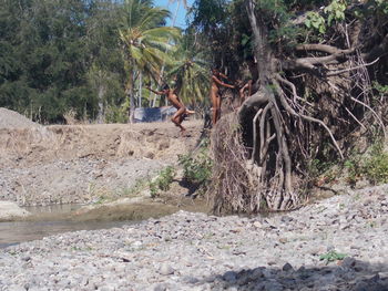 View of construction site in forest