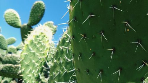 Close-up of prickly pear cactus