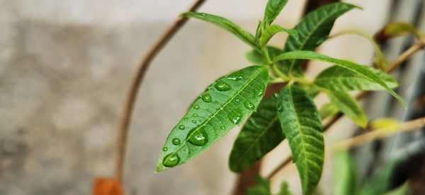 Close-up of wet plant leaves