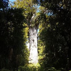 Close-up of tree against sky