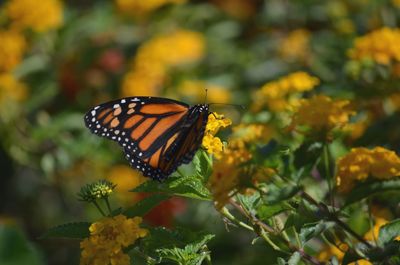 Close-up of butterfly pollinating on flower