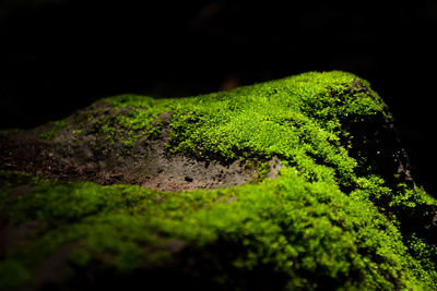 Close-up of lizard on tree at night