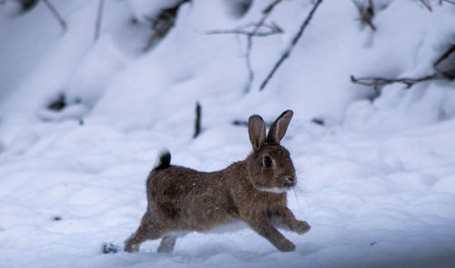 Wild rabbit running in the snow