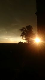 Sunlight streaming through silhouette tree during sunset