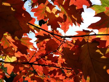 Low angle view of maple leaves on tree