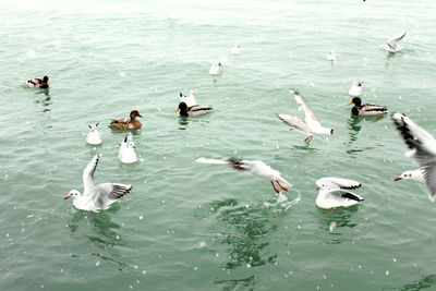 High angle view of seagulls swimming in lake