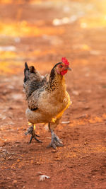 Portrait of a bird on field