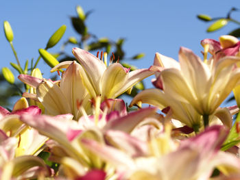 Close-up of pink flowers blooming outdoors