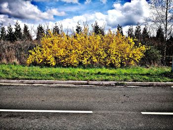 Surface level of road amidst trees against sky