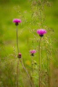 Close-up of purple flowers