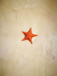 Orange butterfly on beach