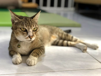 Close-up of cat resting on tiled floor