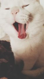 Close-up of cat yawning