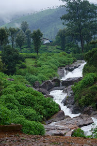 Scenic view of stream flowing in forest