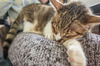 Close-up of a sleeping cat