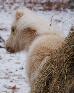 Close-up of horse on snow field