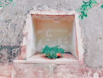 Potted plant on wall of building