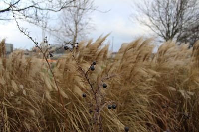 Close-up of dry plants on field against sky