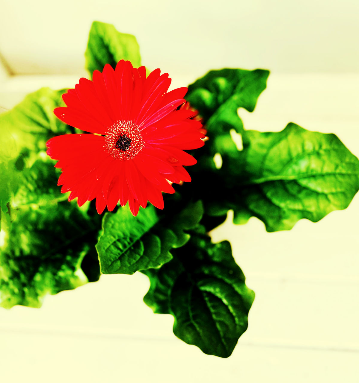 flower, freshness, plant, flowering plant, green, leaf, plant part, nature, flower head, beauty in nature, close-up, petal, red, inflorescence, indoors, no people, floristry, studio shot, growth, fragility, bouquet, vibrant color, food and drink