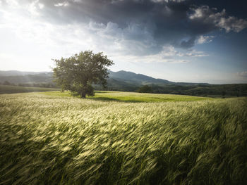 Scenic view of agricultural field against sky