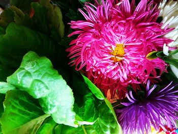Close-up of flowers blooming outdoors