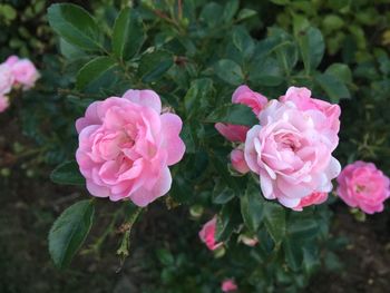 Close-up of pink roses blooming outdoors