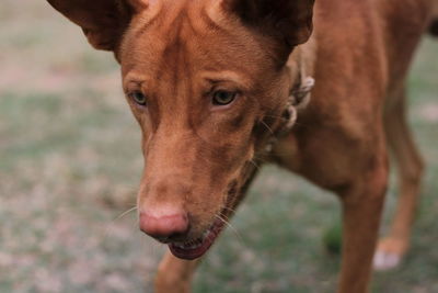 Close-up portrait of dog