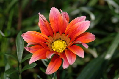 Close-up of red flower