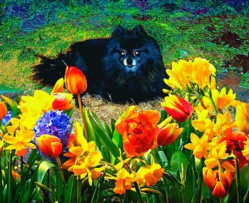 Close-up of cat on flowers