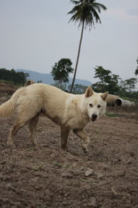 Portrait of dog on field against sky