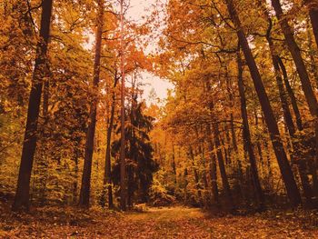 Trees in forest