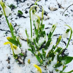 High angle view of snow on plant during winter